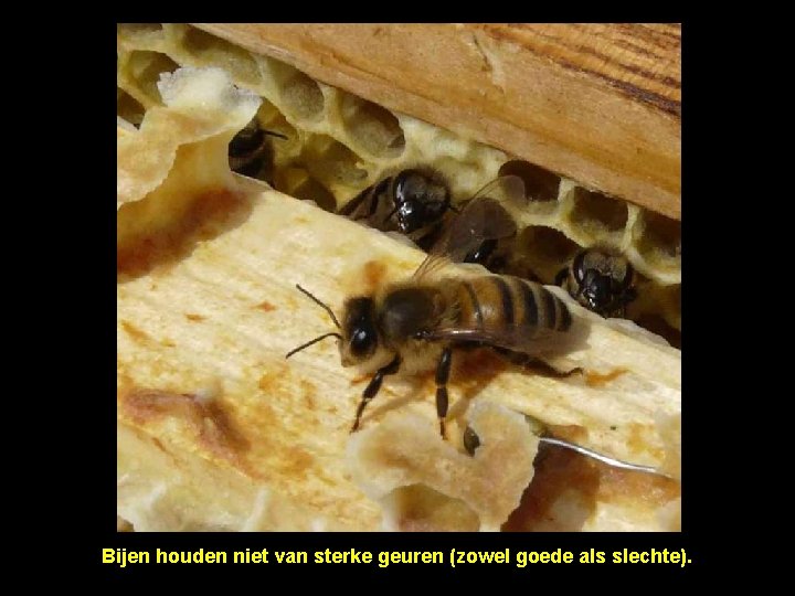 Bijen houden niet van sterke geuren (zowel goede als slechte). 
