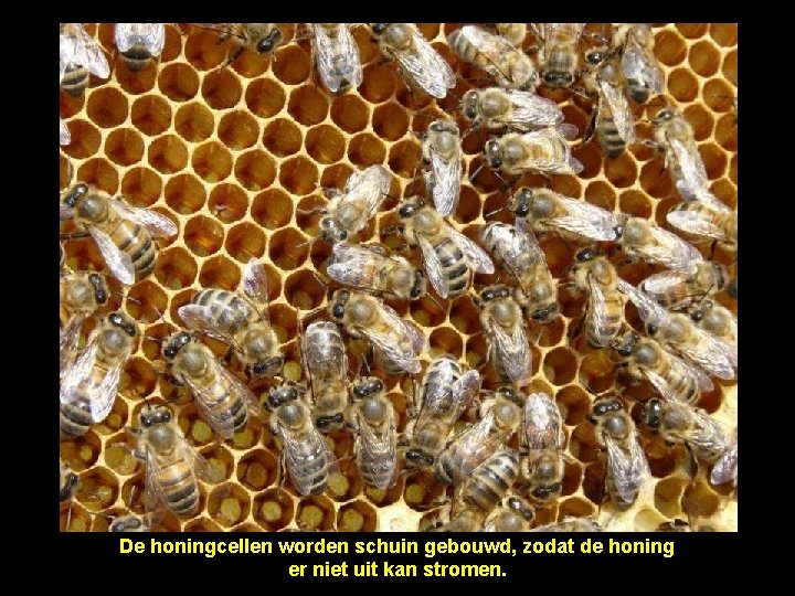 De honingcellen worden schuin gebouwd, zodat de honing er niet uit kan stromen. 