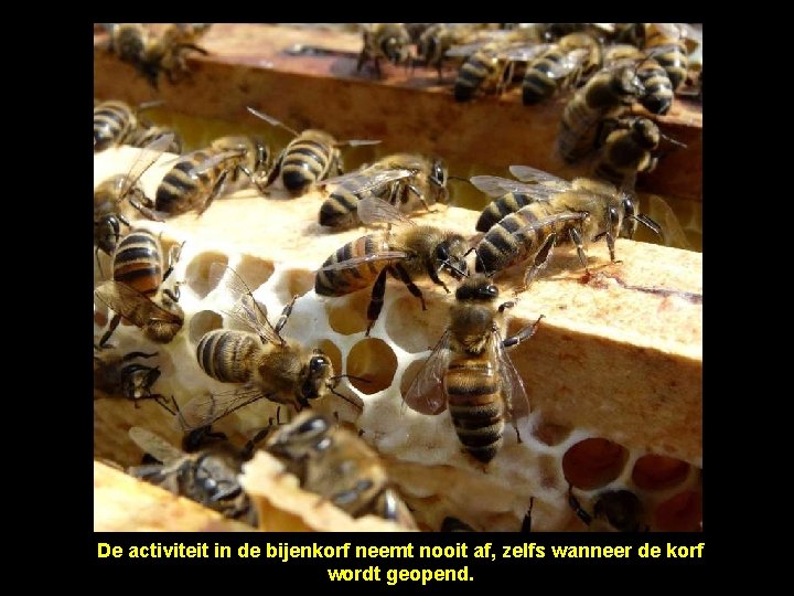 De activiteit in de bijenkorf neemt nooit af, zelfs wanneer de korf wordt geopend.