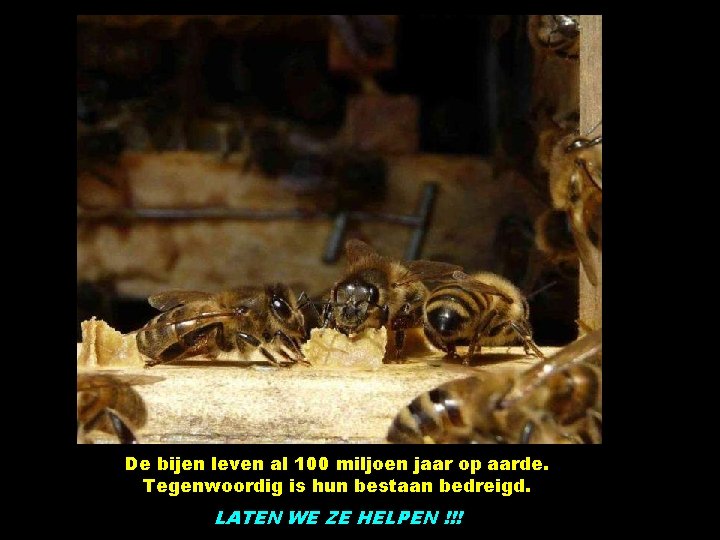 De bijen leven al 100 miljoen jaar op aarde. Tegenwoordig is hun bestaan bedreigd.