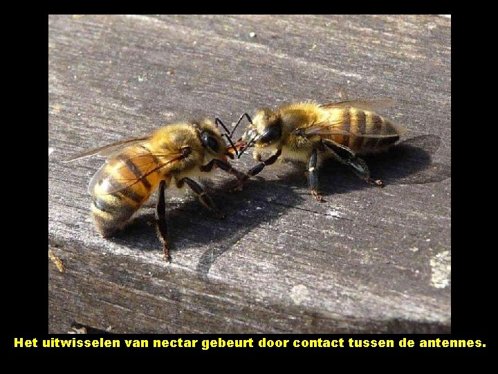 Het uitwisselen van nectar gebeurt door contact tussen de antennes. 