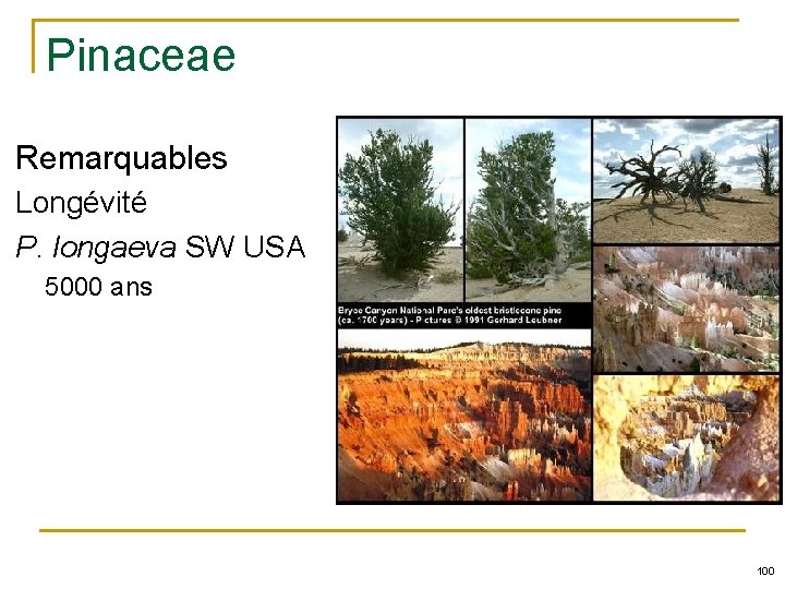 Pinaceae Remarquables Longévité P. longaeva SW USA 5000 ans 100 