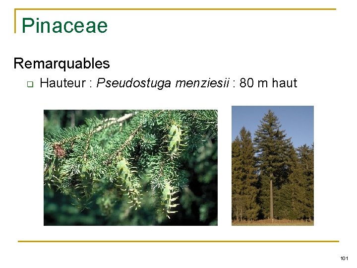 Pinaceae Remarquables q Hauteur : Pseudostuga menziesii : 80 m haut 101 