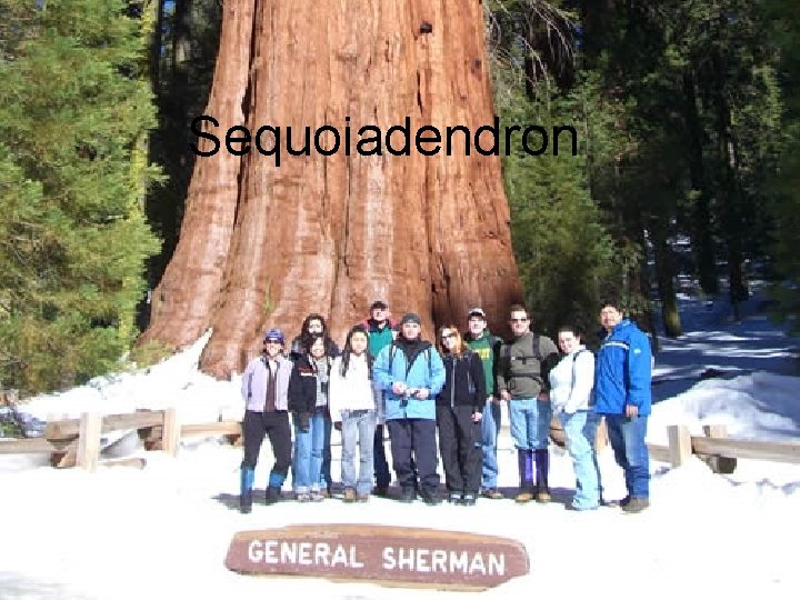 Sequoiadendron 