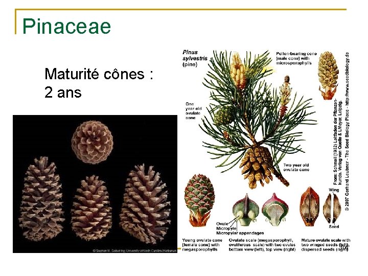 Pinaceae Maturité cônes : 2 ans 105 