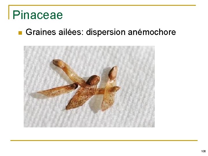 Pinaceae n Graines ailées: dispersion anémochore 106 