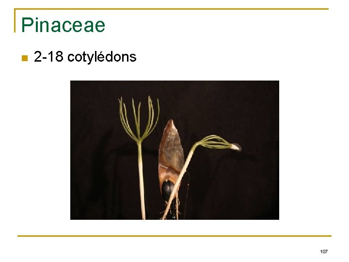 Pinaceae n 2 -18 cotylédons 107 