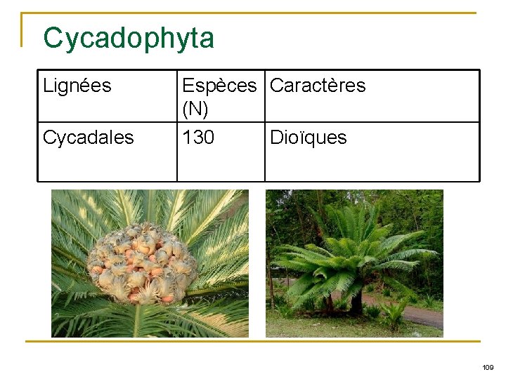 Cycadophyta Lignées Cycadales Espèces Caractères (N) 130 Dioïques 109 