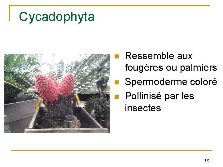Cycadophyta n n n Ressemble aux fougères ou palmiers Spermoderme coloré Pollinisé par les