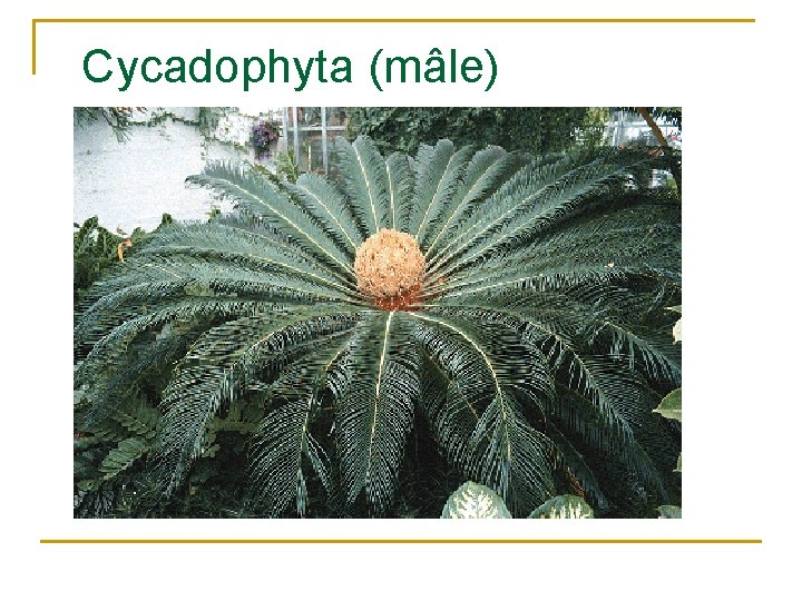 Cycadophyta (mâle) 