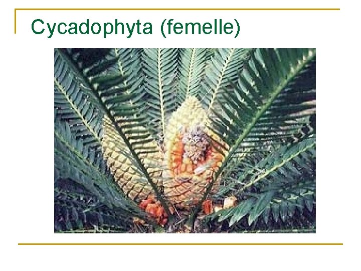 Cycadophyta (femelle) 