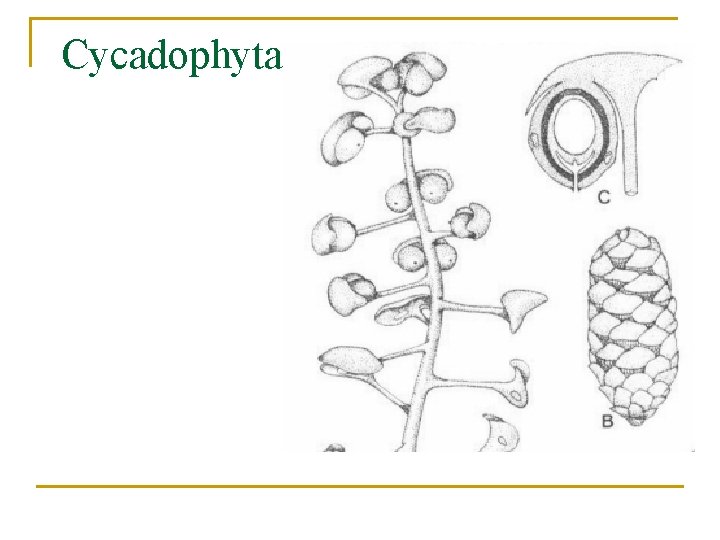 Cycadophyta 