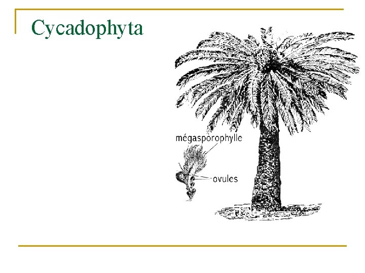 Cycadophyta 