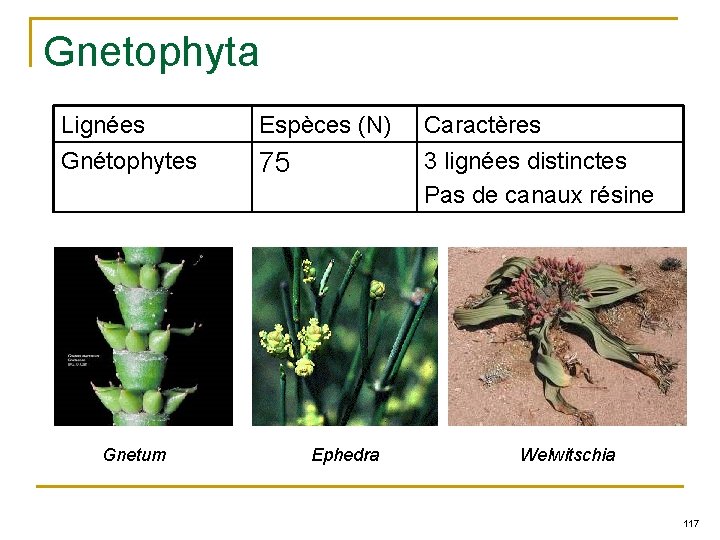 Gnetophyta Lignées Espèces (N) Caractères Gnétophytes 75 3 lignées distinctes Pas de canaux résine