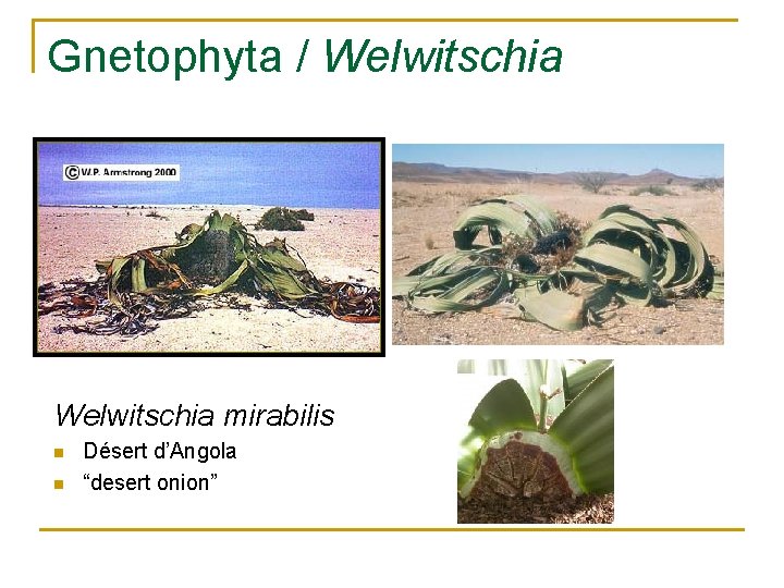 Gnetophyta / Welwitschia mirabilis n n Désert d’Angola “desert onion” 