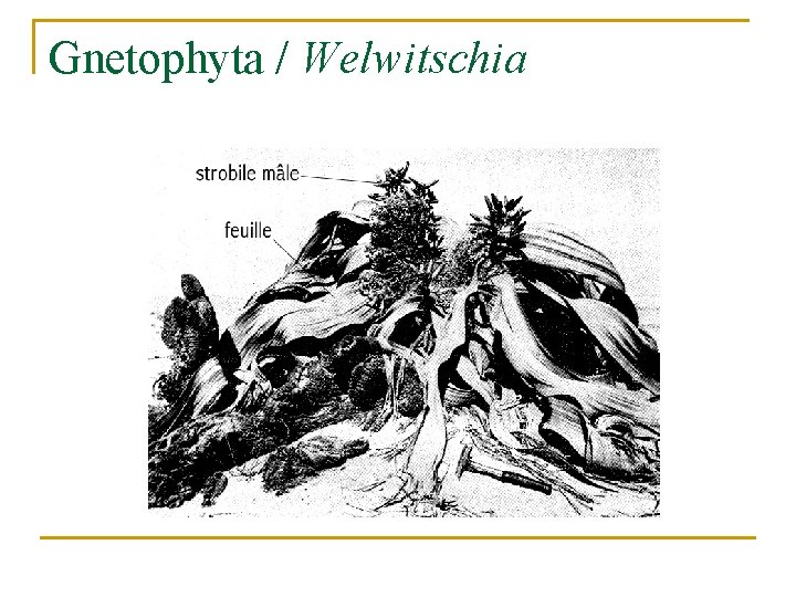 Gnetophyta / Welwitschia 