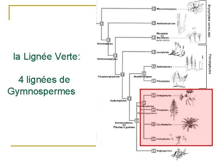 la Lignée Verte: 4 lignées de Gymnospermes 