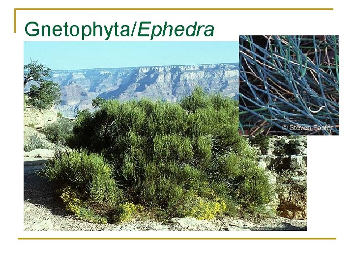 Gnetophyta/Ephedra 