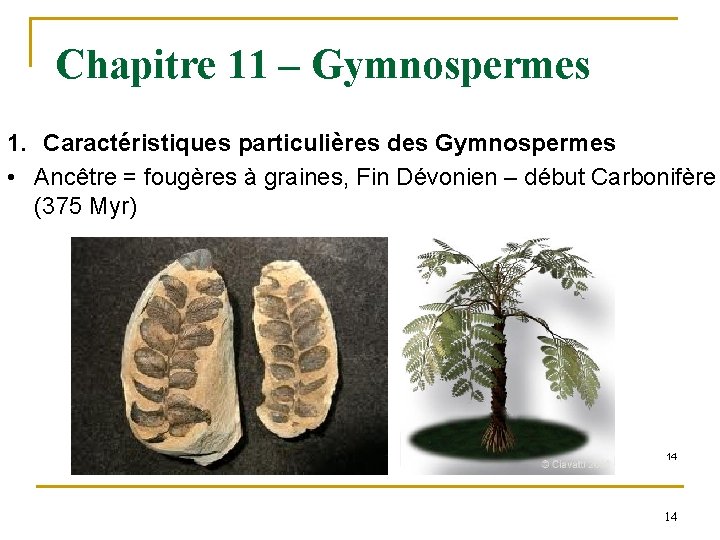 Chapitre 11 – Gymnospermes 1. Caractéristiques particulières des Gymnospermes • Ancêtre = fougères à