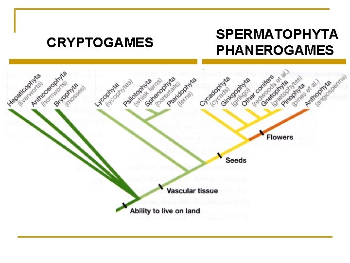 CRYPTOGAMES SPERMATOPHYTA PHANEROGAMES 
