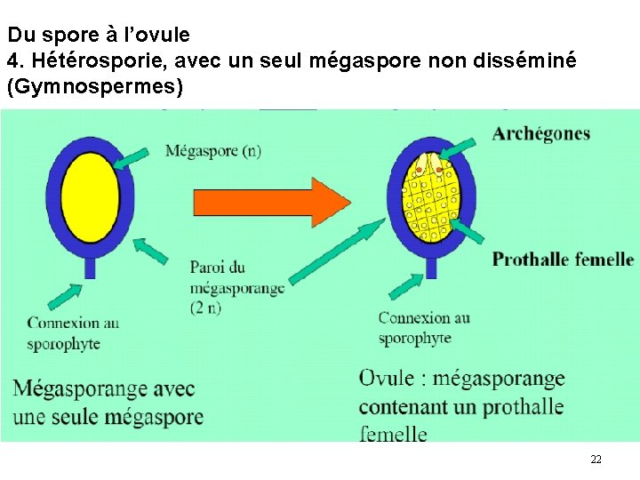 Du spore à l’ovule 4. Hétérosporie, avec un seul mégaspore non disséminé (Gymnospermes) 22