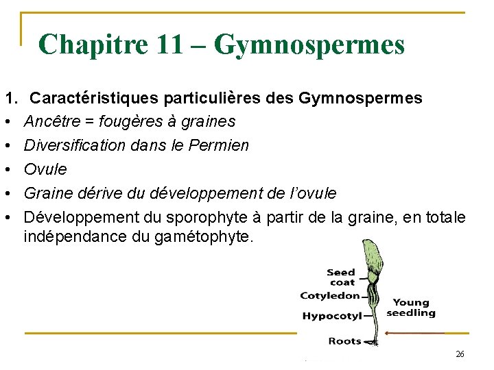 Chapitre 11 – Gymnospermes 1. Caractéristiques particulières des Gymnospermes • Ancêtre = fougères à