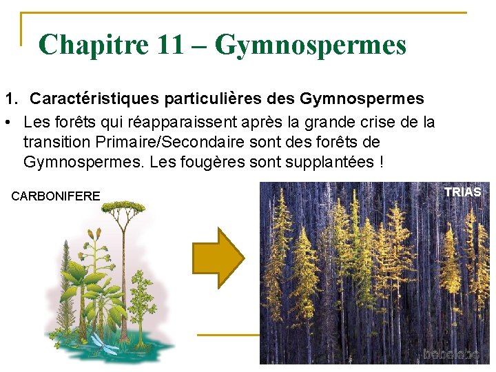 Chapitre 11 – Gymnospermes 1. Caractéristiques particulières des Gymnospermes • Les forêts qui réapparaissent