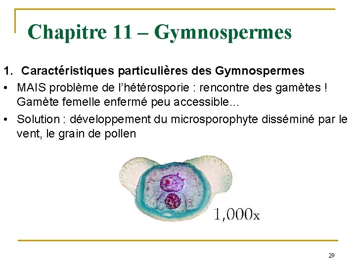 Chapitre 11 – Gymnospermes 1. Caractéristiques particulières des Gymnospermes • MAIS problème de l’hétérosporie