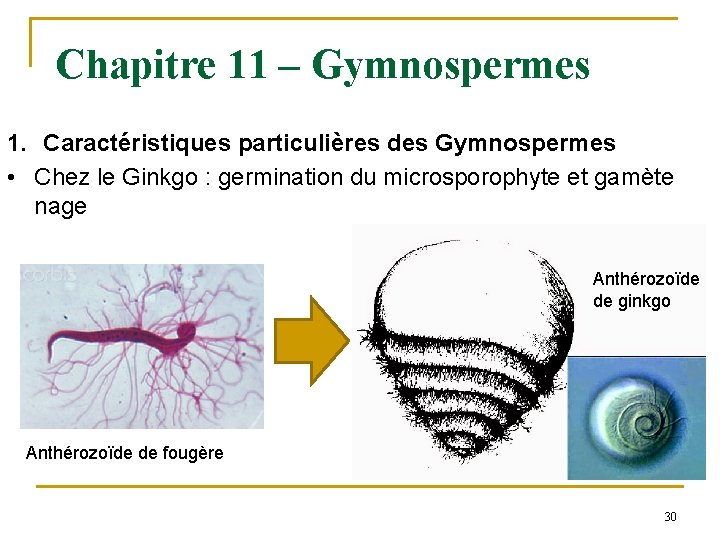Chapitre 11 – Gymnospermes 1. Caractéristiques particulières des Gymnospermes • Chez le Ginkgo :