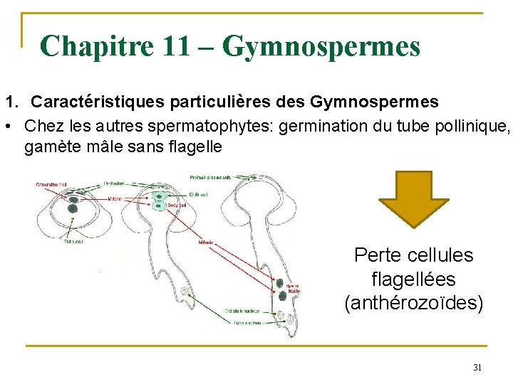 Chapitre 11 – Gymnospermes 1. Caractéristiques particulières des Gymnospermes • Chez les autres spermatophytes: