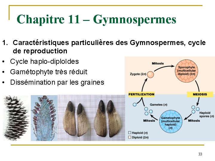 Chapitre 11 – Gymnospermes 1. Caractéristiques particulières des Gymnospermes, cycle de reproduction • Cycle