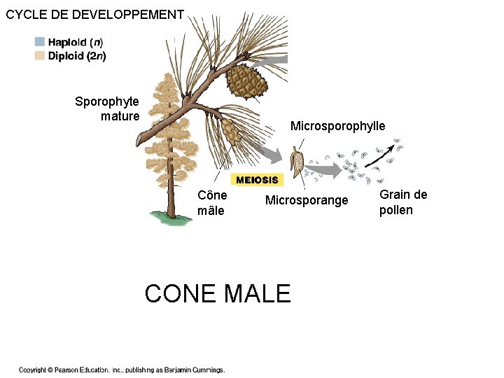 CYCLE DE DEVELOPPEMENT Cellule mère du megaspore Sporophyte mature Microsporophylle Cône mâle Microsporange CONE