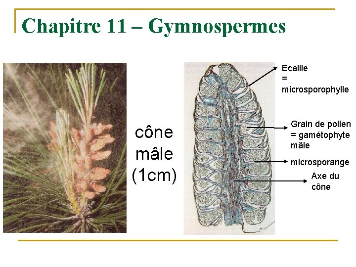 Chapitre 11 – Gymnospermes Ecaille = microsporophylle cône mâle (1 cm) Grain de pollen