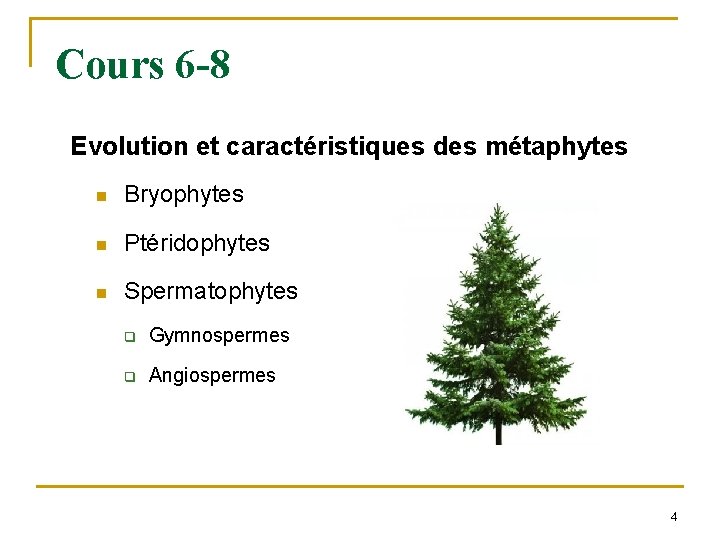 Cours 6 -8 Evolution et caractéristiques des métaphytes n Bryophytes n Ptéridophytes n Spermatophytes