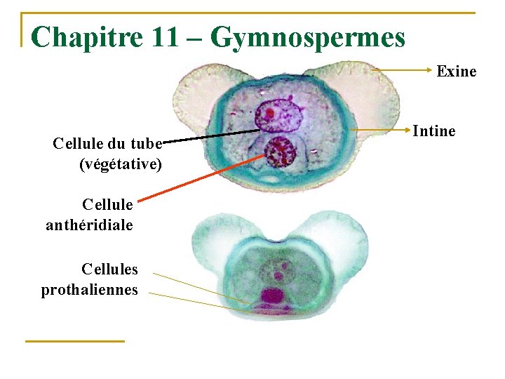 Chapitre 11 – Gymnospermes Exine Cellule du tube (végétative) Cellule anthéridiale Cellules prothaliennes Intine