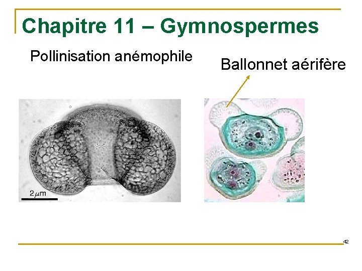 Chapitre 11 – Gymnospermes Pollinisation anémophile Ballonnet aérifère 42 