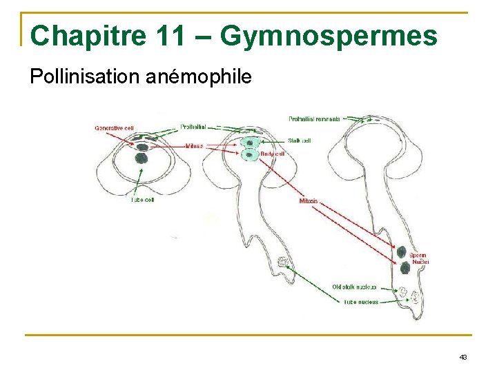 Chapitre 11 – Gymnospermes Pollinisation anémophile 43 