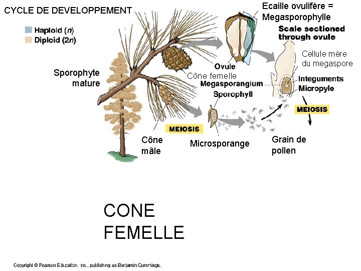 Ecaille ovulifère = Megasporophylle CYCLE DE DEVELOPPEMENT Cellule mère du megaspore Sporophyte mature Cône