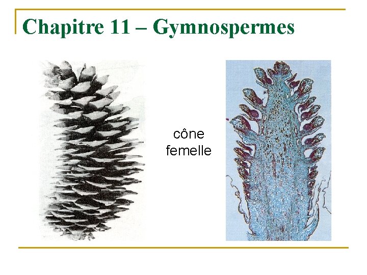 Chapitre 11 – Gymnospermes cône femelle 