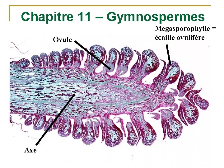 Chapitre 11 – Gymnospermes Ovule Axe Megasporophylle = écaille ovulifère 