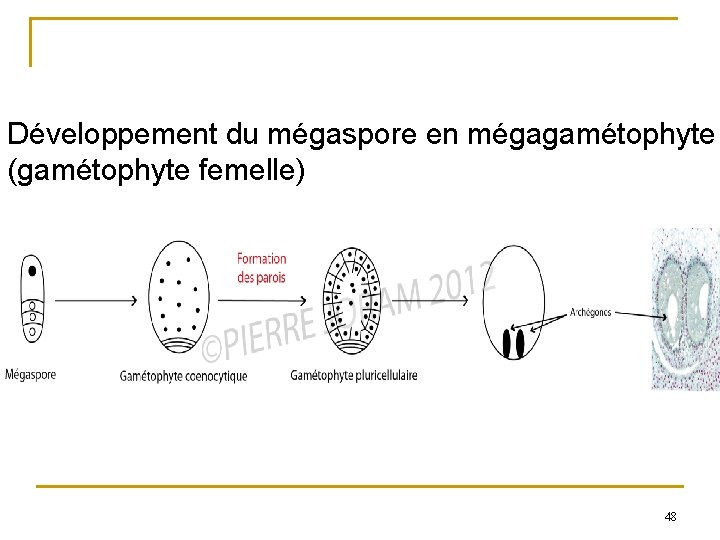 Développement du mégaspore en mégagamétophyte (gamétophyte femelle) 48 