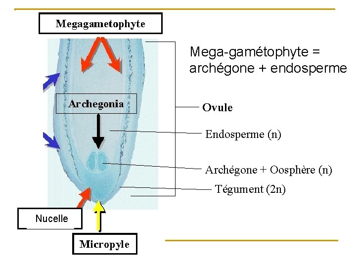 Mega-gamétophyte = archégone + endosperme Ovule Endosperme (n) Archégone + Oosphère (n) Tégument (2