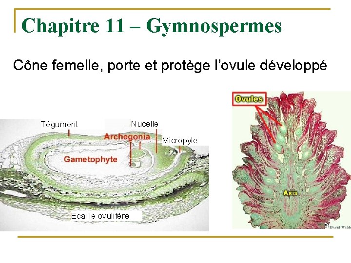 Chapitre 11 – Gymnospermes Cône femelle, porte et protège l’ovule développé Tégument Nucelle Micropyle