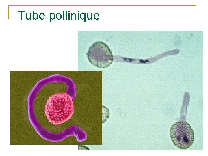 Tube pollinique 