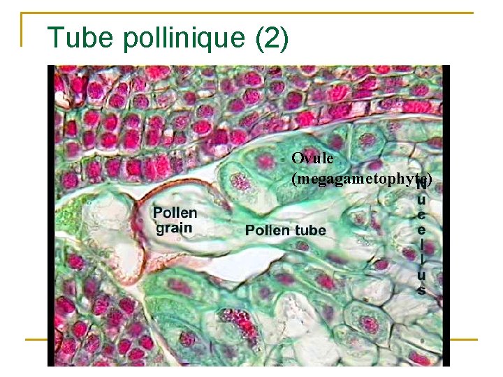 Tube pollinique (2) Ovule (megagametophyte) 
