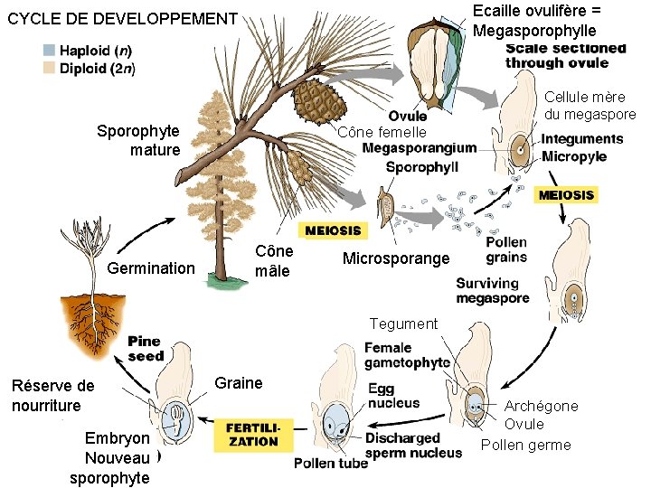 Ecaille ovulifère = Megasporophylle CYCLE DE DEVELOPPEMENT Cellule mère du megaspore Sporophyte mature Germination