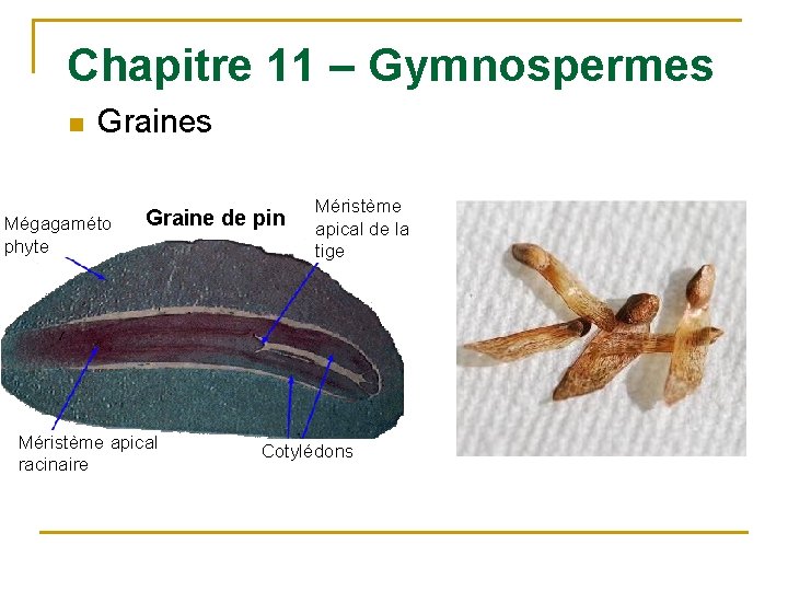 Chapitre 11 – Gymnospermes n Graines Mégagaméto phyte Graine de pin Méristème apical racinaire