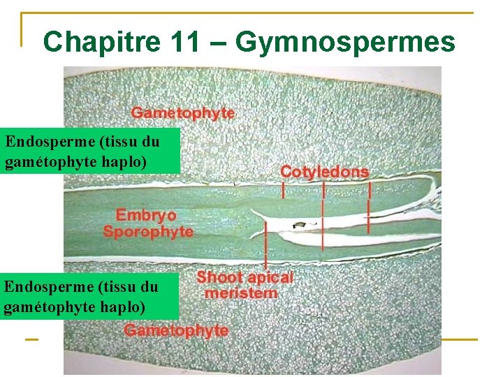 Chapitre 11 – Gymnospermes Endosperme (tissu du gamétophyte haplo) 