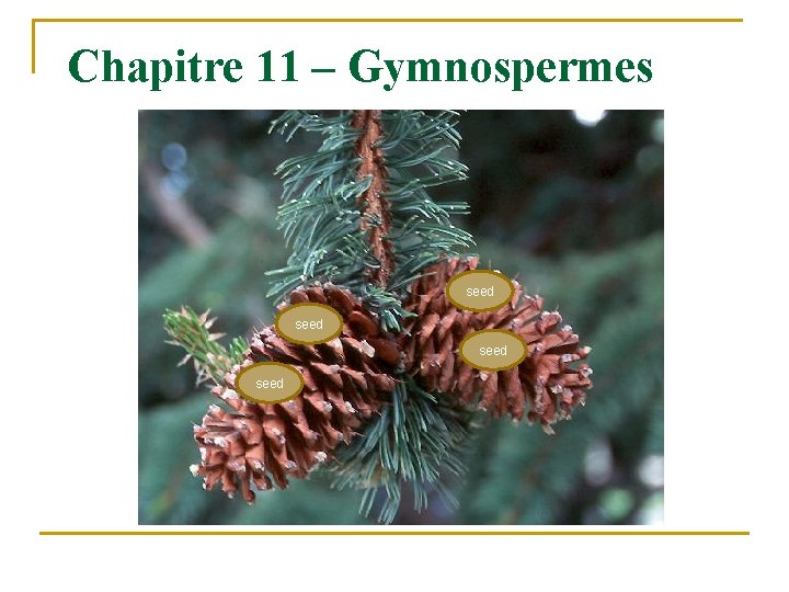 Chapitre 11 – Gymnospermes seed 