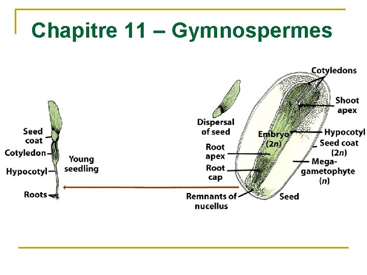 Chapitre 11 – Gymnospermes 